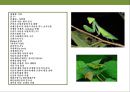 곤충과 식물(식물의 곤충에 대한 방어& 곤충의 먹이 소화) 2페이지