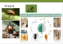 곤충과 식물(식물의 곤충에 대한 방어& 곤충의 먹이 소화) 12페이지