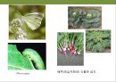 곤충과 식물(식물의 곤충에 대한 방어& 곤충의 먹이 소화) 16페이지