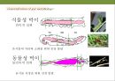 곤충과 식물(식물의 곤충에 대한 방어& 곤충의 먹이 소화) 23페이지