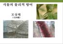 곤충과 식물(식물의 곤충에 대한 방어& 곤충의 먹이 소화) 32페이지