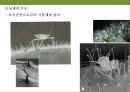 곤충과 식물(식물의 곤충에 대한 방어& 곤충의 먹이 소화) 33페이지