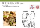 곤충과 식물(식물의 곤충에 대한 방어& 곤충의 먹이 소화) 35페이지