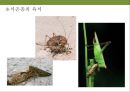 곤충과 식물(식물의 곤충에 대한 방어& 곤충의 먹이 소화) 37페이지