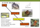 곤충과 식물(식물의 곤충에 대한 방어& 곤충의 먹이 소화) 43페이지