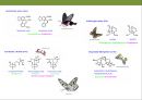곤충과 식물(식물의 곤충에 대한 방어& 곤충의 먹이 소화) 44페이지