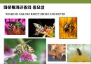 곤충과 식물(식물의 곤충에 대한 방어& 곤충의 먹이 소화) 48페이지