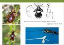 곤충과 식물(식물의 곤충에 대한 방어& 곤충의 먹이 소화) 49페이지