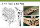 곤충과 식물(식물의 곤충에 대한 방어& 곤충의 먹이 소화) 50페이지