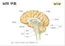 신경계의 구조와 기능 7페이지