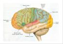 신경계의 구조와 기능 9페이지