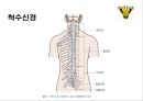 신경계의 구조와 기능 11페이지