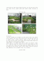 옥상녹화사례 : 옥상녹화의 사례 분석 ; 옥상녹화의 효과와 특성 17페이지