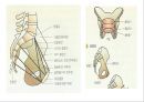 분만요소,단계,과정,분만 후 산모간호A++++++ 18페이지