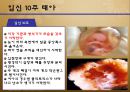 수정과 태아 발달(배란,수정,착상,임신4주~임신40주까지 태아 정리)A++++++ 11페이지