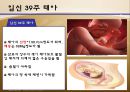 수정과 태아 발달(배란,수정,착상,임신4주~임신40주까지 태아 정리)A++++++ 35페이지