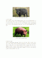 돼지의 특징 & 품종과 특성 6페이지