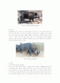 돼지의 특징 & 품종과 특성 7페이지