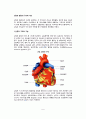 [심장과 혈관의 구조와 기능] 심장의 구조와 기능, 혈관의 구조와 기능 2페이지