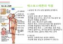 남성생식기, 남성생식, Male Reproduction, 남성생식기구조, 정자형성과정, 남성의성기능, 테스토스테론, 테스토스테론분비, 테스토스테론작용 17페이지