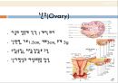 생리학, 여성생식기, 여성생식기구조, 월경주기, 에스트로겐, 프로게스테론, 수정, 임신, 분만, 유즙분비 4페이지