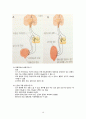 성인간호학) 배뇨장애 대상자의_간호(요정체, 요실금, 신경성 방광, 요역류, 수신증) 19페이지