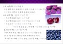 보라색 purple [마케팅.뮤지션.상징.기업.스포츠] 11페이지