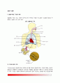 [호흡기 질환] 호흡기계의 구조와 생리, 호흡기 질환(호흡기계 질환)과 영양의 관계, 호흡기 질환의 약물치료 2페이지