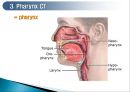 두경부 (Head & Neck) CT 에 관하여 16페이지