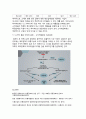 수직적 마케팅 시스템(vertical marketing system) 유통경로 계열화의 이해 14페이지