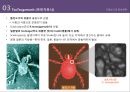 간호 미생물학-가을열성질환 및 결핵균-정의, 원인, 치료 19페이지