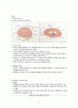 신경계 구조 및 기능 (뇌혈관, 뇌, 뇌신경) 2페이지