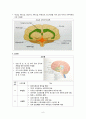 신경계 구조 및 기능 (뇌혈관, 뇌, 뇌신경) 6페이지