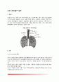 [호흡기계 질환] 호흡기 질환(감기, 급성폐렴, 폐결핵)의 원인과 증상 및 치료 식이요법 2페이지