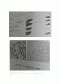 3 그람염색(예비) 8페이지