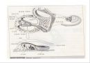 청각기관의 구조 및 장애발생 원인, 분류 15페이지