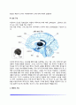 뇌와 신경계의 구조(해마, 신경계, 대뇌피질, 대뇌반구) 3페이지