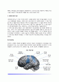 뇌와 신경계의 구조(해마, 신경계, 대뇌피질, 대뇌반구) 4페이지