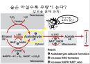 음주과 건강,술에 관한 오해와 진실,숙취에 좋은 음식 운동법,숙취해소음료,알코올 분해 과정 9페이지