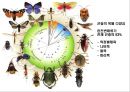 곤충의 다양성Insect Biodiversity 6페이지