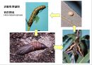 곤충의 다양성Insect Biodiversity 7페이지