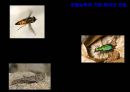 곤충의 다양성Insect Biodiversity 12페이지