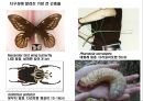 곤충의 다양성Insect Biodiversity 14페이지