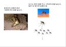 곤충의 다양성Insect Biodiversity 18페이지