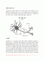 뉴런의 구조와 기능 2페이지