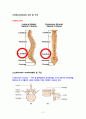 성인간호실습CASE[Lumbar Fx] A+받은 자료입니다!! 4페이지