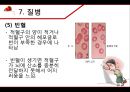 혈액 - 구성과 종류, 기능, 혈관, 순환, 혈액형, 질병, 헌혈 21페이지