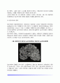 [성인기 인지발달] 성인후기의 인지적 변화(성인 후기의 지능변화 및 기억능력 변화) 6페이지