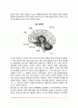 [신경계의 구조와 기능] 중추신경계와 말초신경계 7페이지