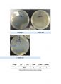 [미생물학일반생물학] 박테리아 콜로니 계산 (CFU) 결과레포트 3페이지